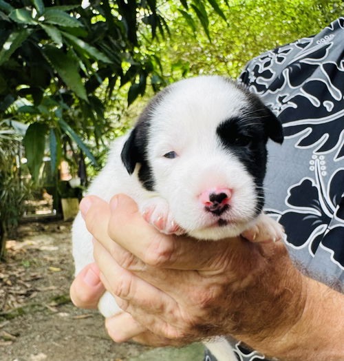 Coco (Foster in PR)