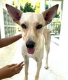 Cora (Foster in PR)