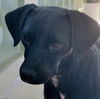 Shanti (Foster in PR)