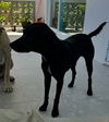 Shanti (Foster in PR)