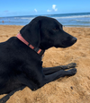 Shanti (Foster in PR)