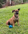 Dante (Foster in PA)