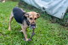 Augie (Foster in PR)