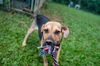 Augie (Foster in PR)