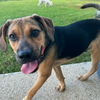 Augie (Foster in PR)