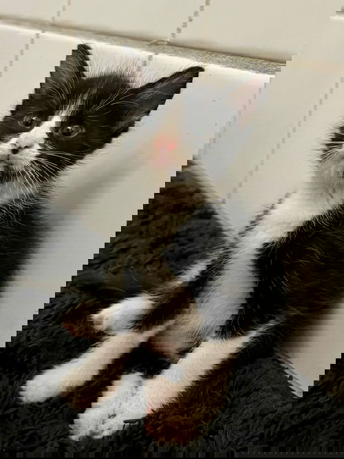 Cosmo
