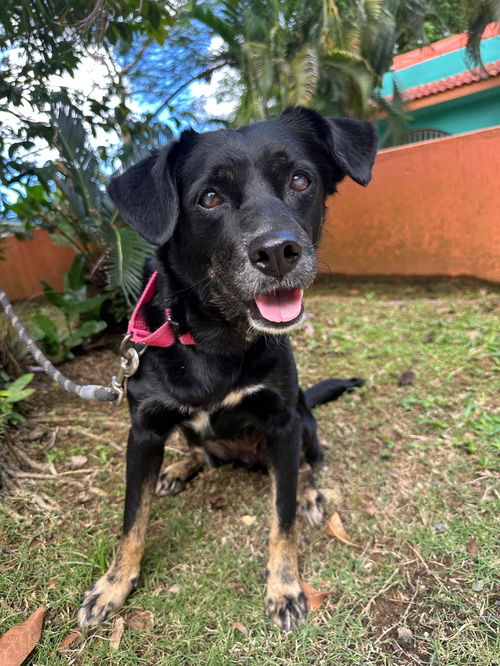 Lady (Foster in PR)