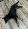 Lady (Foster in NJ)