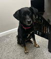 Lady (Foster in NJ)