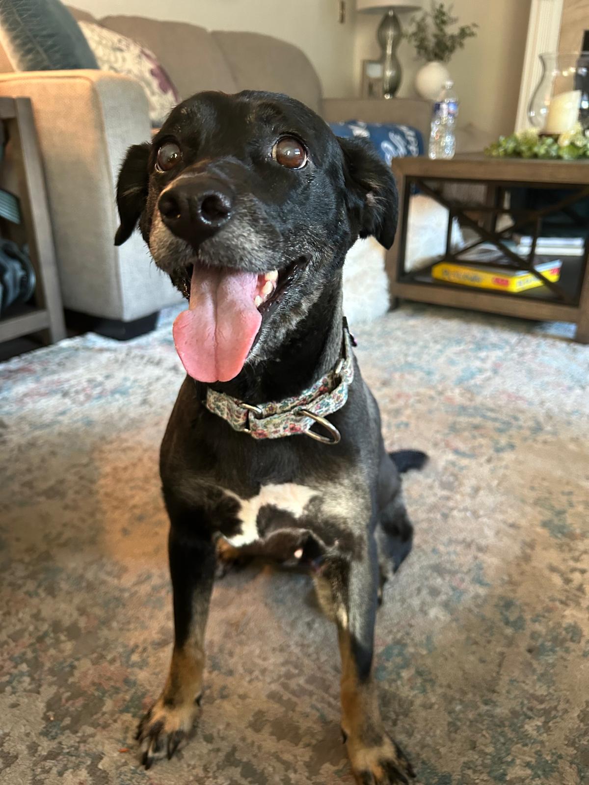 adoptable Dog in Roselle Park, NJ named Lady (Foster in NJ)