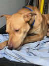 Slim Jim (Foster in Treatment in PR)