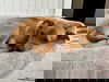 Slim Jim (Foster in PA)