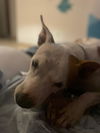 Available Soon: Lola (Foster in PR)