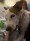 Available Soon: Lola (Foster in PR)