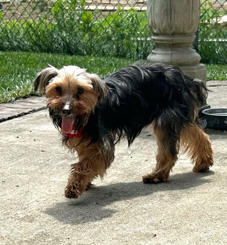 adoptable Dog in Pittsburgh, PA named Piper (Foster in PA)