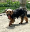 adoptable Dog in Pittsburgh, PA named Piper (Foster in PA)