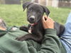 Lillian (Foster in PA)