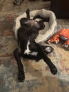 Lillian (Foster in PA)