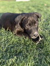 Lillian (Foster in PA)