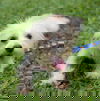 Cheech (Foster in PR)
