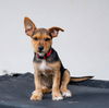Bozzie (Foster in PA)