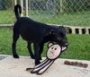 Binky (Foster in PR)