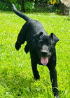 Binky (Foster in PR)