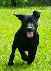 Binky (Foster in PR)