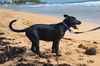 Binky (Foster in PR)