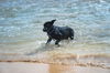 Binky (Foster in PR)