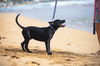 Binky (Foster in PR)