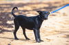 Binky (Foster in PR)