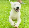 Thunderbolt  (Foster in PR)