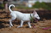 Thunderbolt aka Bolt (Foster in PA)