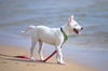 Thunderbolt aka Bolt (Foster in PA)