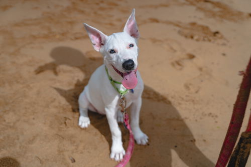 Thunderbolt aka Bolt (Foster in PA)