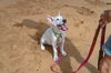 Thunderbolt aka Bolt (Foster in PA)