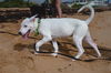 Thunderbolt aka Bolt (Foster in PA)