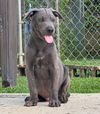 Babar (Foster in PR)