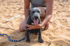 Babar aka Blue (Foster in PR)