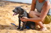 Babar aka Blue (Foster in PR)