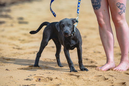 Babar aka Blue (Foster in PR)