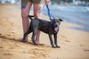 Babar aka Blue (Foster in PR)
