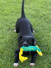 Socks (Foster in PR)
