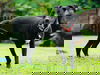 Socks (Foster in PR)