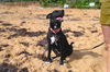 Socks (Foster in PR)