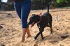 Socks (Foster in PR)