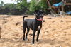 Socks (Foster in PR)