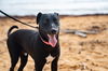 Socks (Foster in PR)