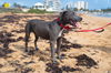 Pascal (Foster in PR)